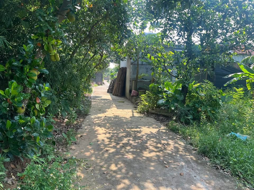 Đất thổ cư thôn Đào Công, Ninh Phúc 72,5m² - Giá cực ưu đãi cho gia đình trẻ!