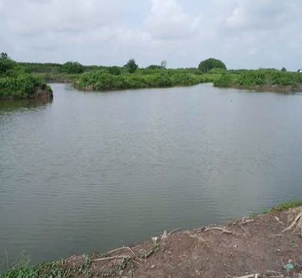 Đất vuông đẹp tại Ấp Mỹ Bình, Cà Mau 16.000m² giá chỉ 1.44 tỷ - Cơ hội đầu tư tuyệt vời!