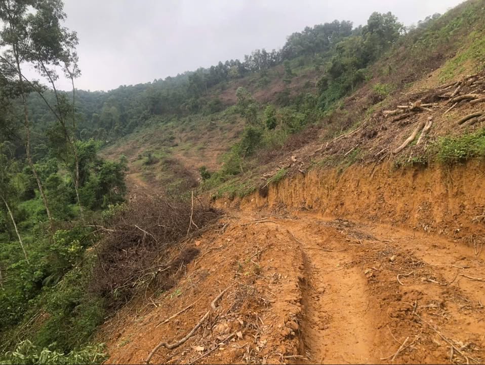 Đất rừng sản xuất 20ha tại Cự Thắng, Thanh Sơn, Phú Thọ – Đầu tư sinh lời hấp dẫn!