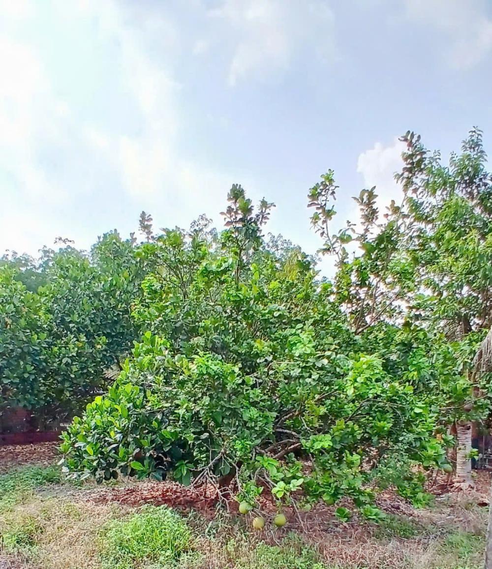 Đất vườn trái cây tại Bình Long, Bình Phước 3000m² - Giá chỉ 540 triệu