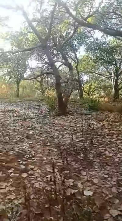 Đất nền Gia Lai 1ha6 giá chỉ 1.1 tỷ - Sổ hồng chính chủ ngay!