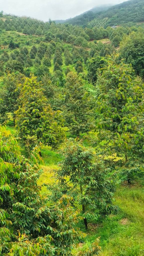 Bán gấp lô đất sầu riêng 1.8ha mặt tiền đường nhựa tại Đạ Huoai - Giá 4.6 tỷ