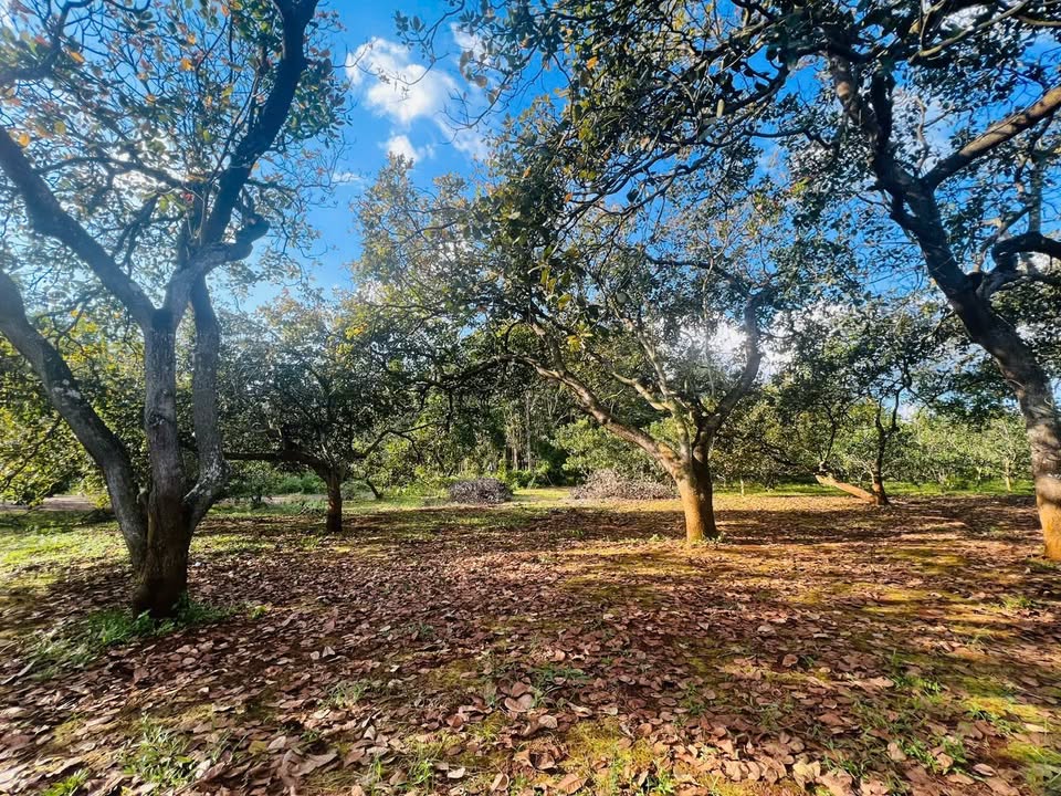 Đất thổ cư 6 sào tại Phú Văn, Bù Gia Mập giá 3 tỷ - Sát chợ, chính chủ!