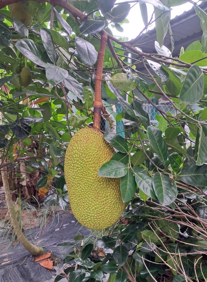 Bán nhà vườn 840m² tại An Điền, Bến Cát - Giá chỉ 3 tỷ, cơ hội đầu tư tuyệt vời!