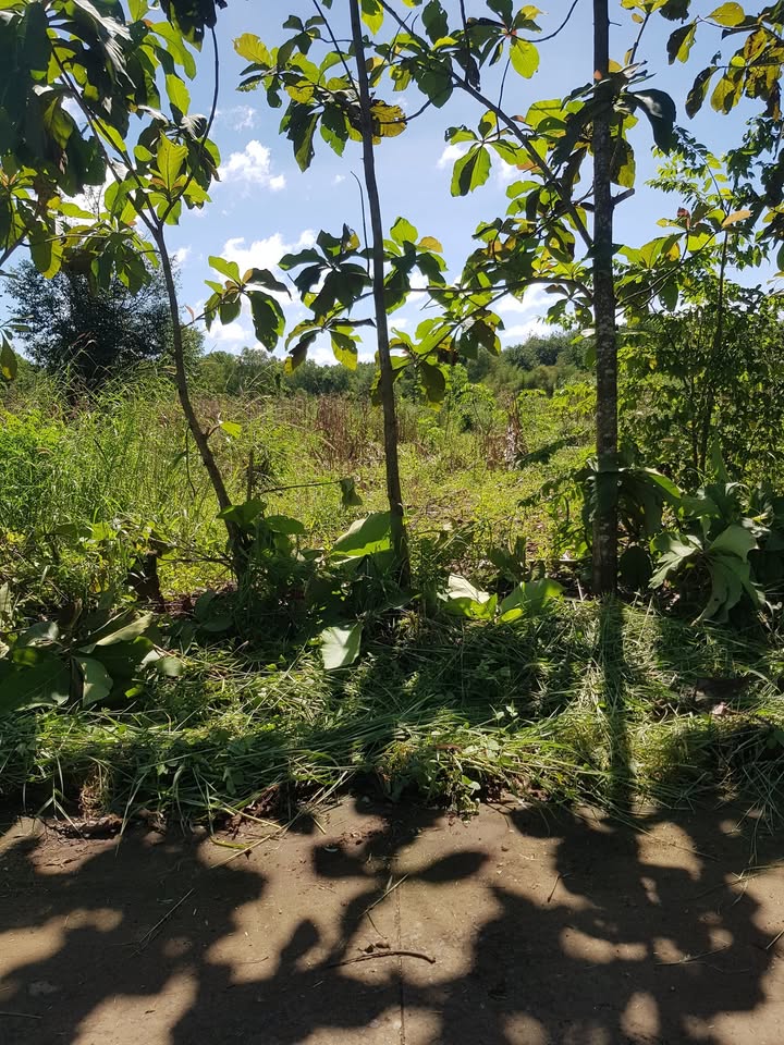 Đất nền Lộc Hiệp, Lộc Ninh 250m² - Sổ đỏ chính chủ, giá thỏa thuận!