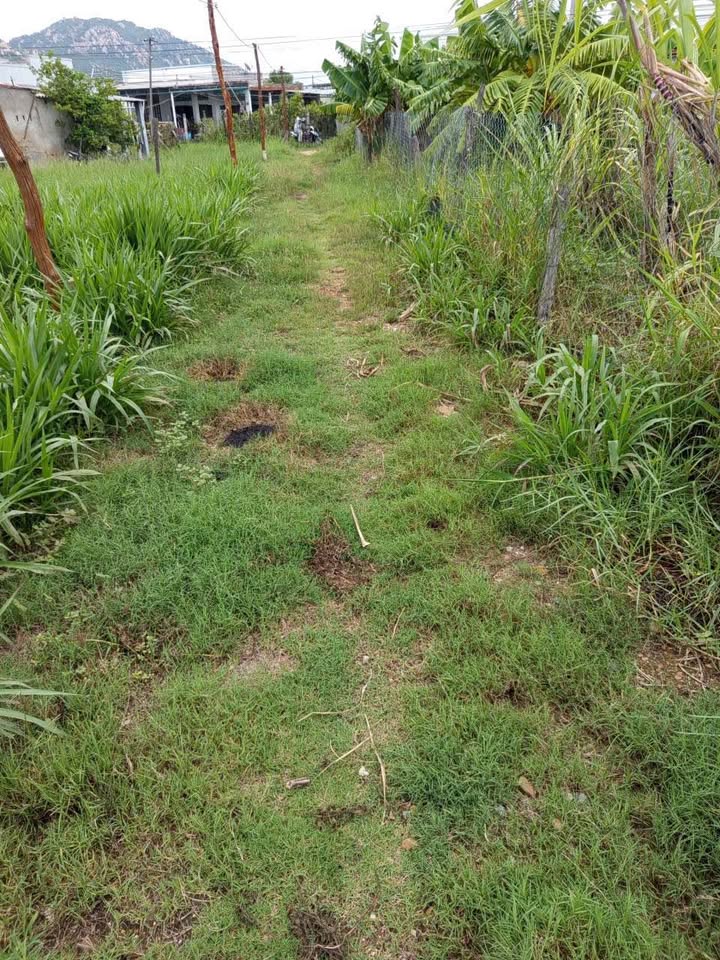 Đất nền phường Văn Hải, TP Phan Rang - Tháp Chàm 100m² - Giá thỏa thuận hấp dẫn!