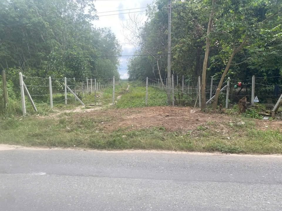 Đất SKC 3Ha tại Dầu Tiếng, Bình Dương - Giá chỉ 39 tỷ - Cơ hội đầu tư tuyệt vời!