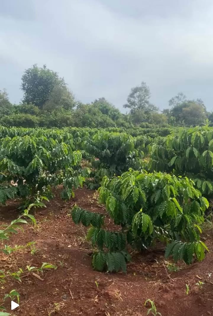 Đất nông nghiệp 3,7 sào tại Hoà Xuân, Đắk Lắk - Giá 1,961 tỷ, đầu tư sinh lời!