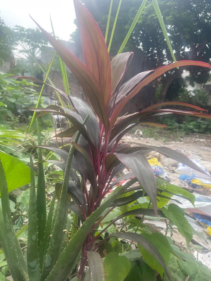 Đất nền Đại Mỗ 600m² giá 80 tỷ - Sổ đỏ chính chủ, sẵn sàng giao dịch!