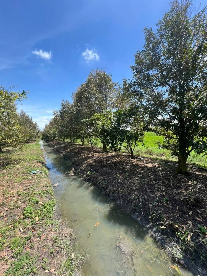 Đất nông nghiệp 1.5 công sầu riêng Suối Đá - Cây to đẹp, chuẩn bị cho trái!