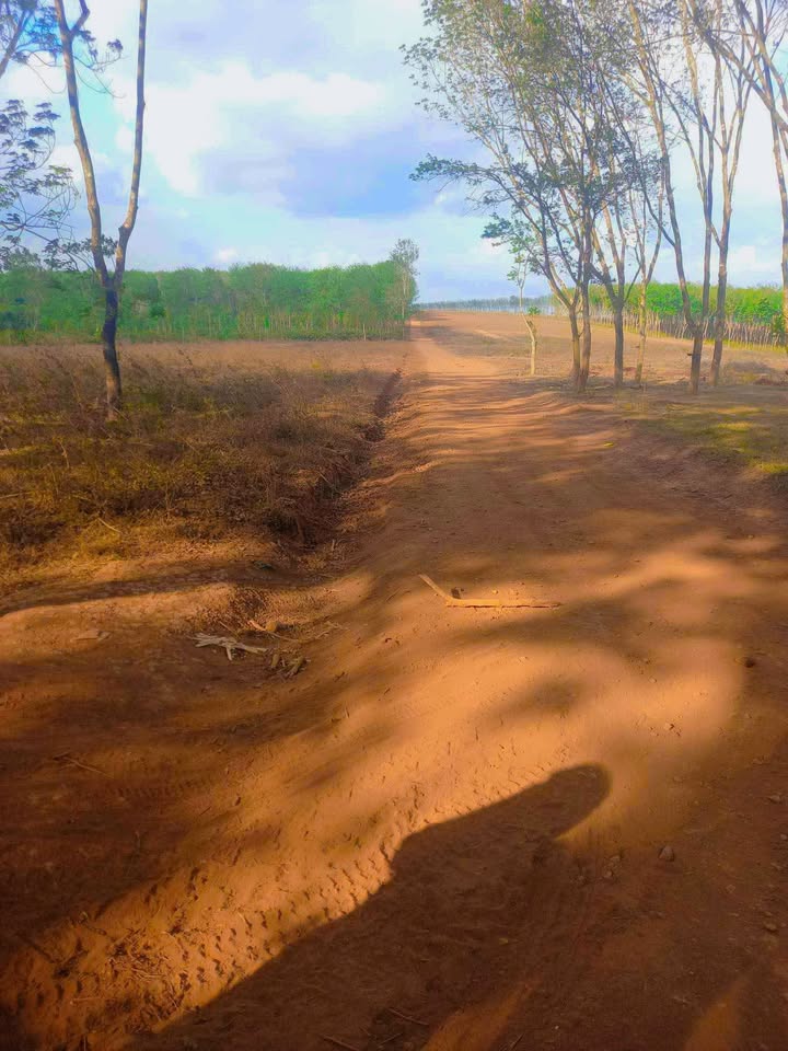 Đất nền 1ha Ea Tul, Cư M'gar Đắk Lắk giá chỉ 900 triệu - Cơ hội đầu tư hấp dẫn!