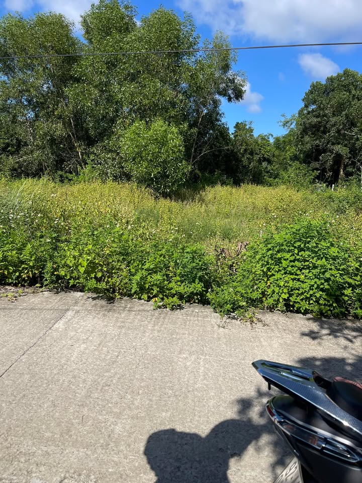 Đất trồng cây lâu năm Tam Phú 1000m² giá rẻ - Cơ hội đầu tư hấp dẫn!