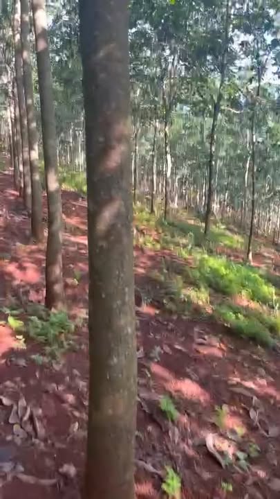 Farm 6ha tại Bù Gia Mập - Đầu tư sinh lời - Giá chỉ 1.55 tỷ