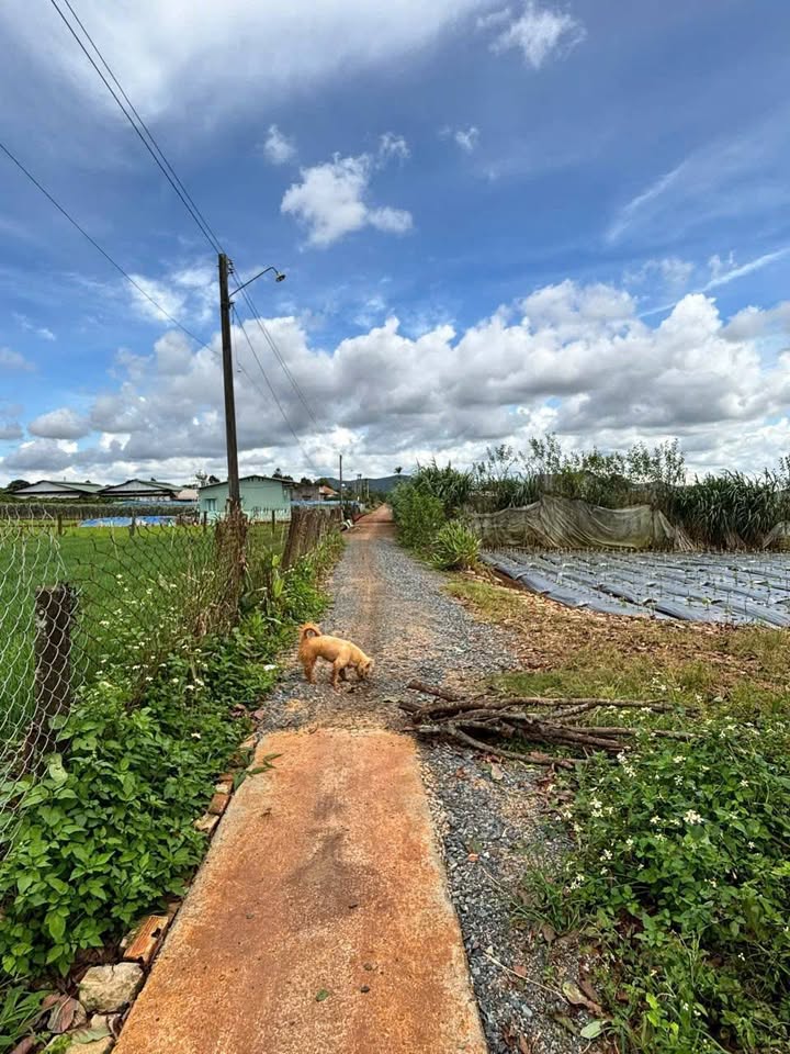 Đất thổ cư 375m² gần 2 sào tại Liên Hiệp, Đức Trọng - Sổ hồng chính chủ!