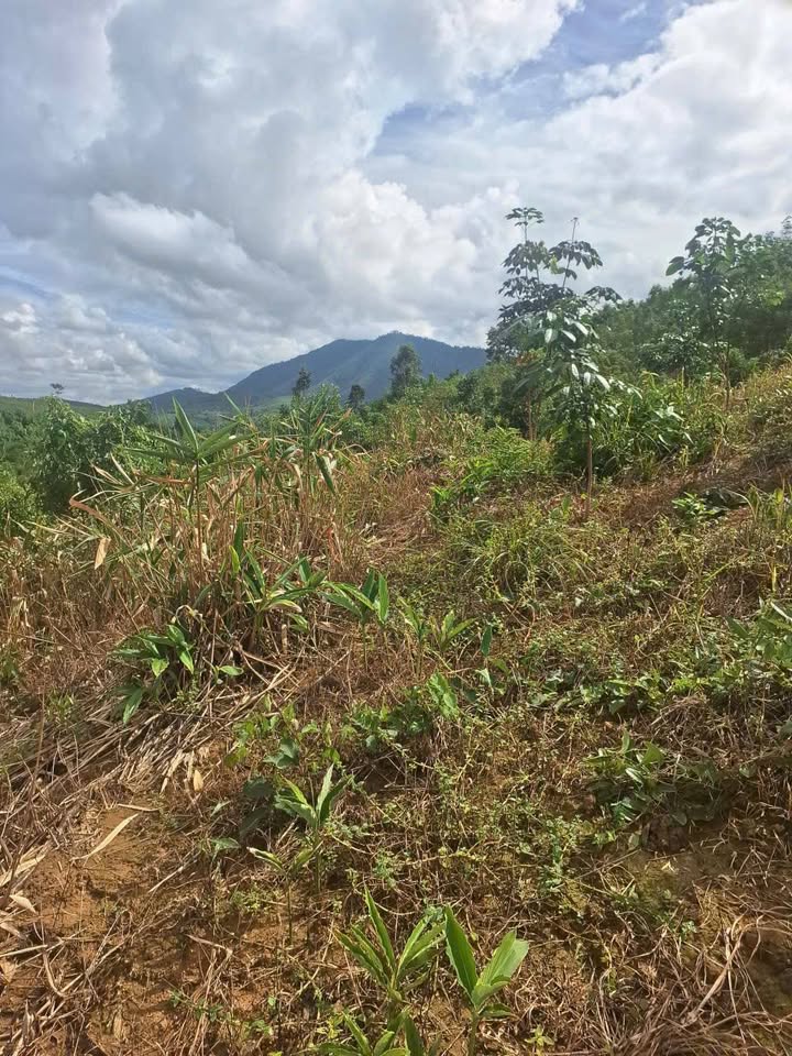 Đất 8.000m² Làng Om, Chư Păh, Gia Lai giá 135 triệu - Tiềm năng trồng cà phê tuyệt vời!