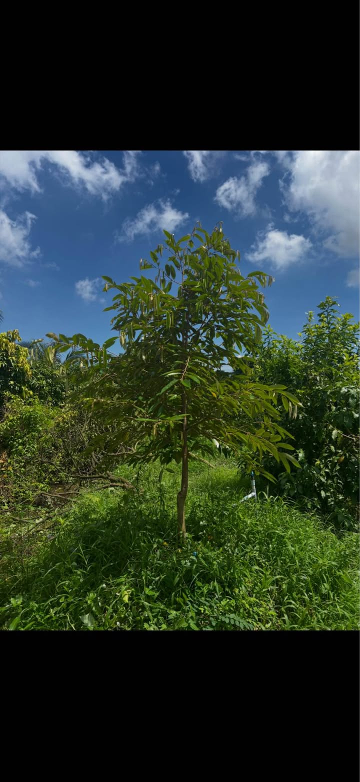 Đất nông nghiệp tại xã Thanh Bình, Đồng Tháp 5000m² - Tiềm năng phát triển lớn!