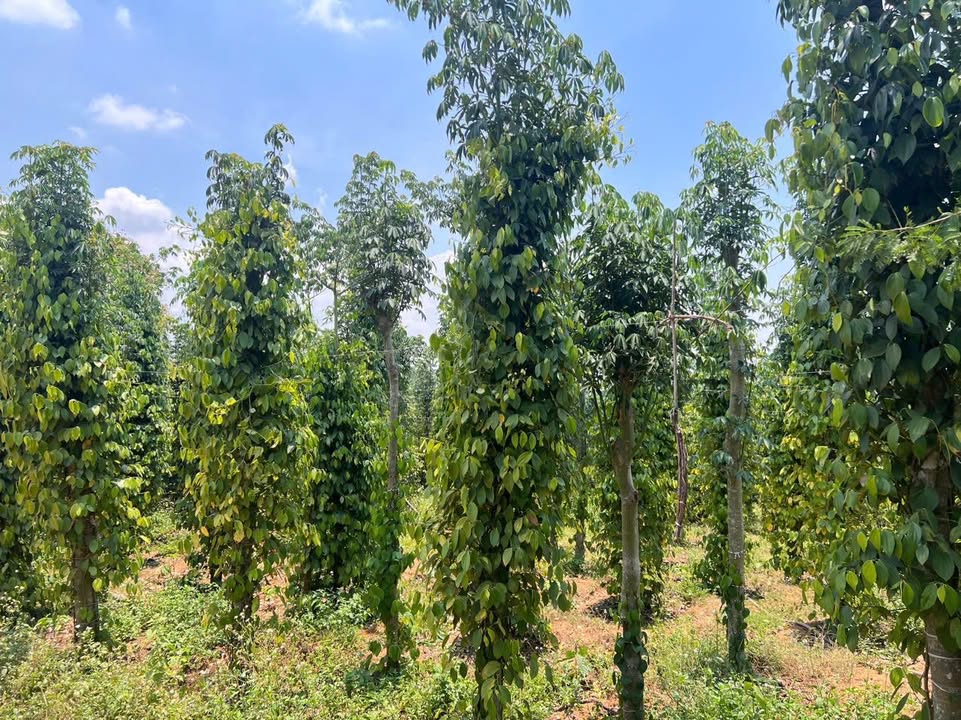 Farm Cư Ni 8000m² giá 1.3 tỷ - Đầu tư sinh lời với vườn tiêu và cà phê!