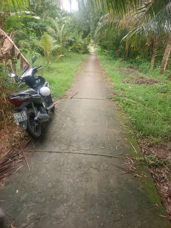 Farm 12 công vườn cam Tiểu Cần Trà Vinh - Giá thỏa thuận hấp dẫn!