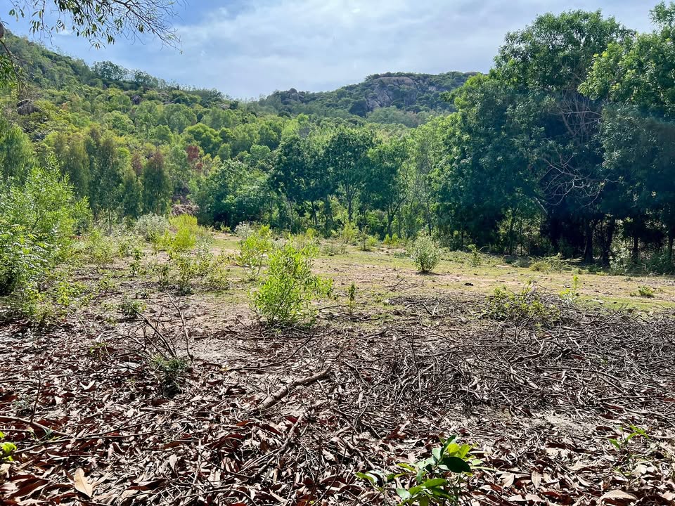 Đất nền đầu tư tại Nam Cam Ranh 2500m² - Cơ hội vàng cho nhà đầu tư!