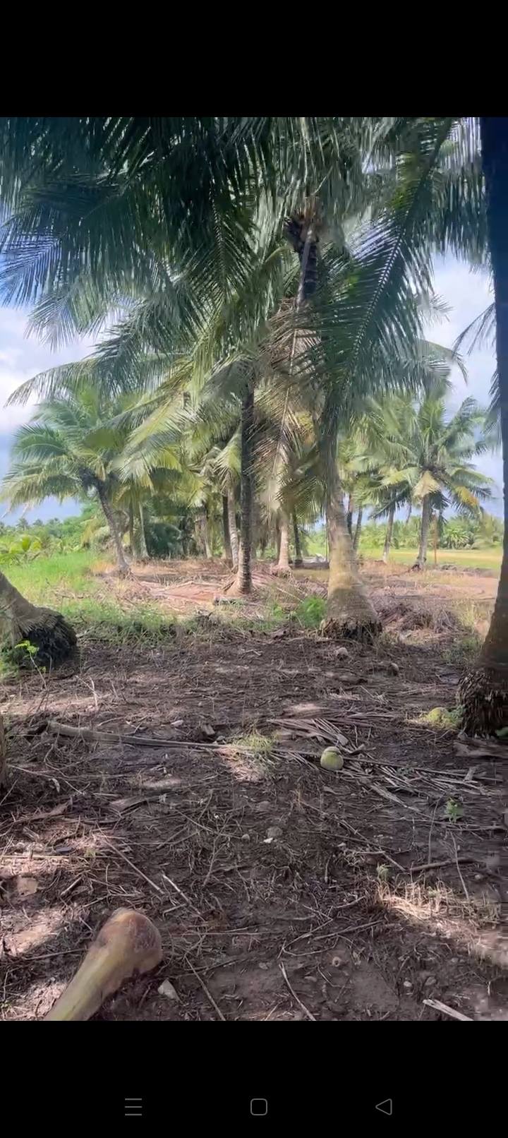 Đất nền An Ngãi Trung, Ba Tri, Bến Tre 1281m² - Giá chỉ 580 triệu, cơ hội đầu tư lý tưởng!