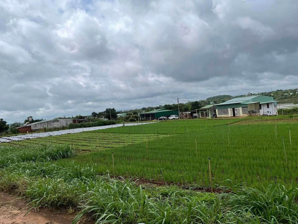 Đất thổ cư đường Dương Minh Châu 125m² giá chỉ 500 triệu - Cơ hội đầu tư tuyệt vời!