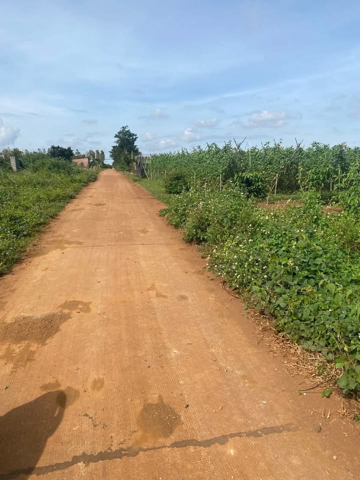 Đất nền An Phú Pleiku 1800m² giá 1 tỷ - Đầu tư lý tưởng cho nhà vườn