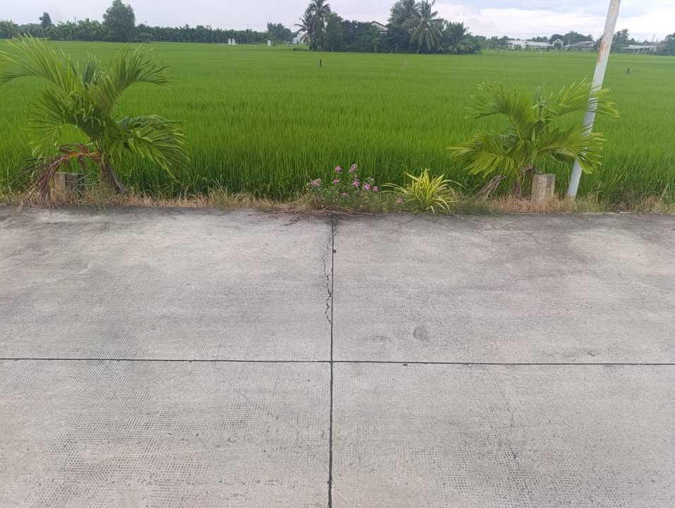 Đất thổ cư chính chủ Bình Trinh Đông, Tân Trụ, 130m² giá chỉ 569 triệu - Cơ hội vàng đầu tư!