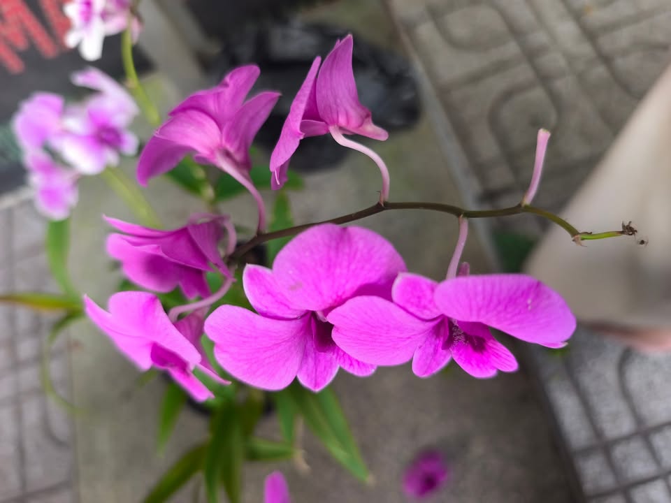 Nhà cấp 4 Tân Chánh Hiệp 106m² giá 4.7 tỷ - Hẻm xe hơi đỗ cửa!