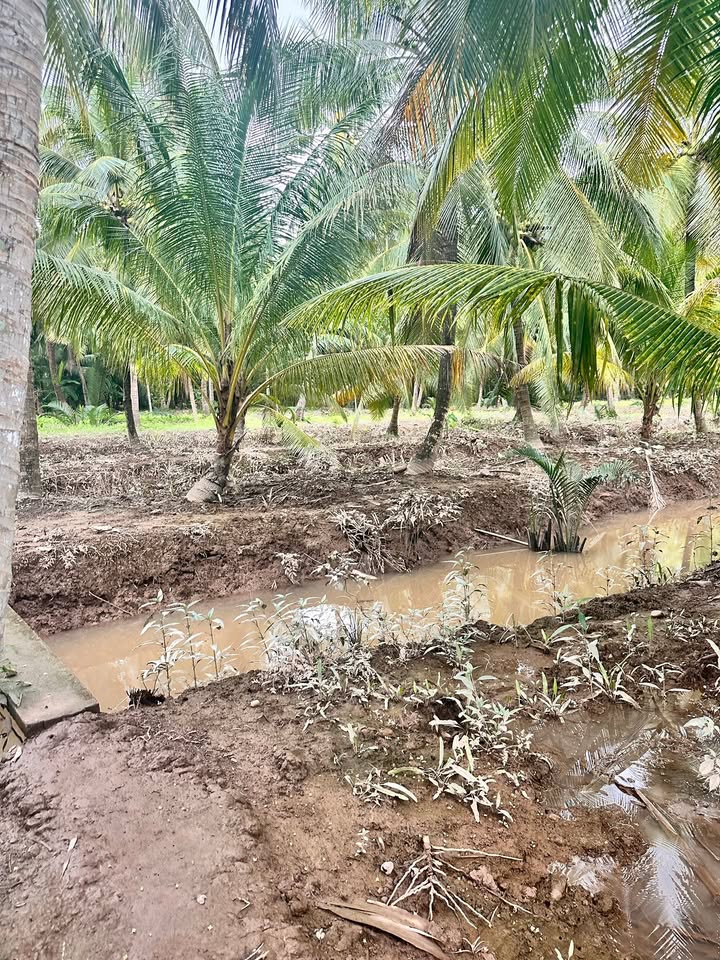 Đất vườn dừa 9000m² xã Tân Thành Bình, Mỏ Cày Bắc - Giá chỉ 3.6 tỷ!