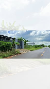 Nhà vườn mặt tiền đường nhựa tại Long Tân, Đất Đỏ, 442m² - Sổ đỏ chính chủ, giá 2.4 tỷ!