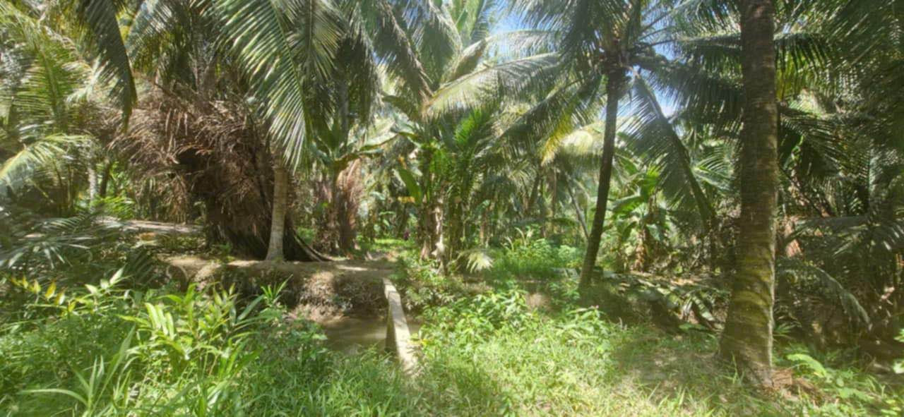 Đất thổ cư Tân Thành Bình, Mỏ Cày Bắc 3820m² giá 2.3 tỷ - Đầu tư sinh lời ngay!