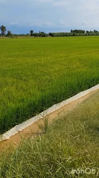 Đất nông nghiệp 30.000m² 2 mặt tiền tại Bình Phong Thanh - Giá 4.05 tỷ - Cơ hội đầu tư tuyệt vời!