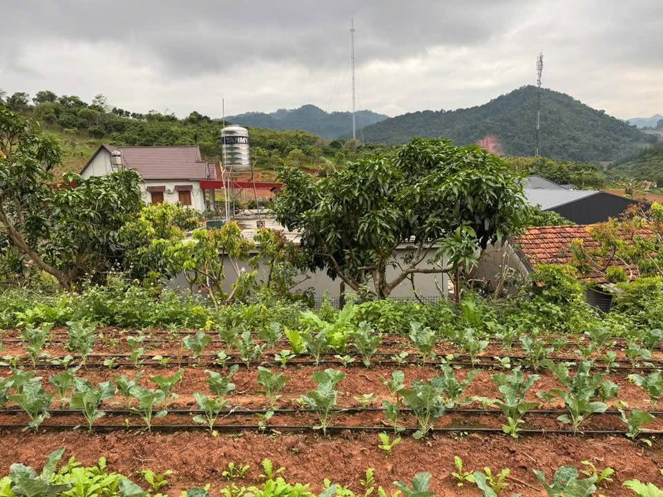 Đất nền Mường Sang, Mộc Châu 2364m² - Cơ hội đầu tư tuyệt vời!