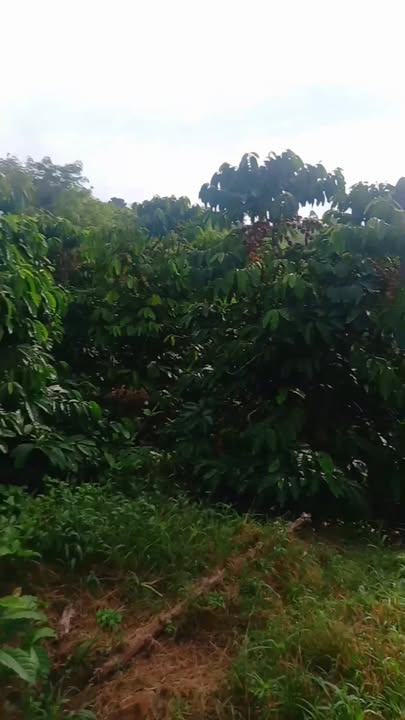 Đất nền Tân Nghĩa, Di Linh 5000m² giá 1.7 tỷ - Đầu tư sinh lời ngay!