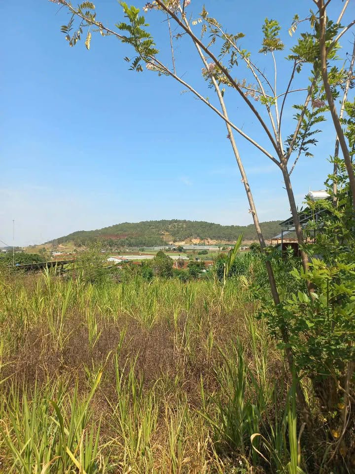 Đất Đạ Ròn Đơn Dương 768m² giá 2.7 tỷ - 2 mặt tiền kinh doanh tuyệt vời!