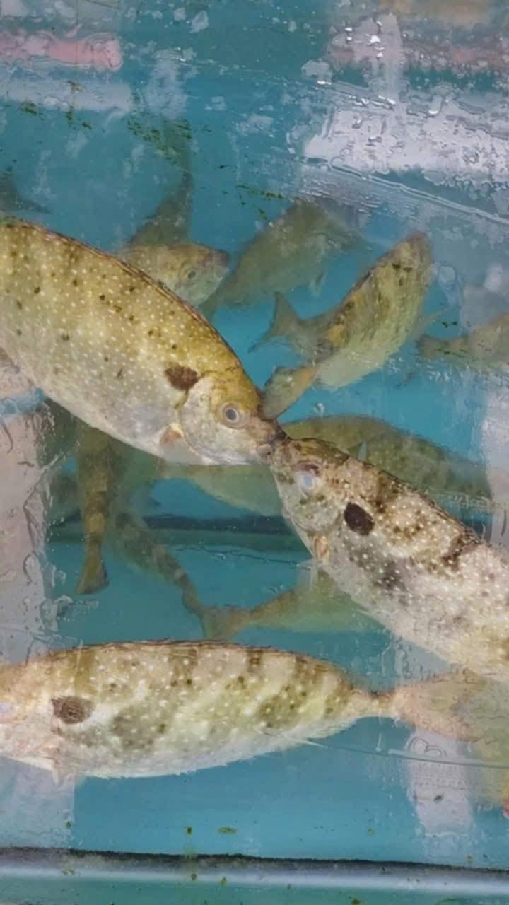 Đất nền 135m² Đào Yêu 4, Hồng Thái giá 3.53 tỷ - Đầu tư sinh lời ngay!