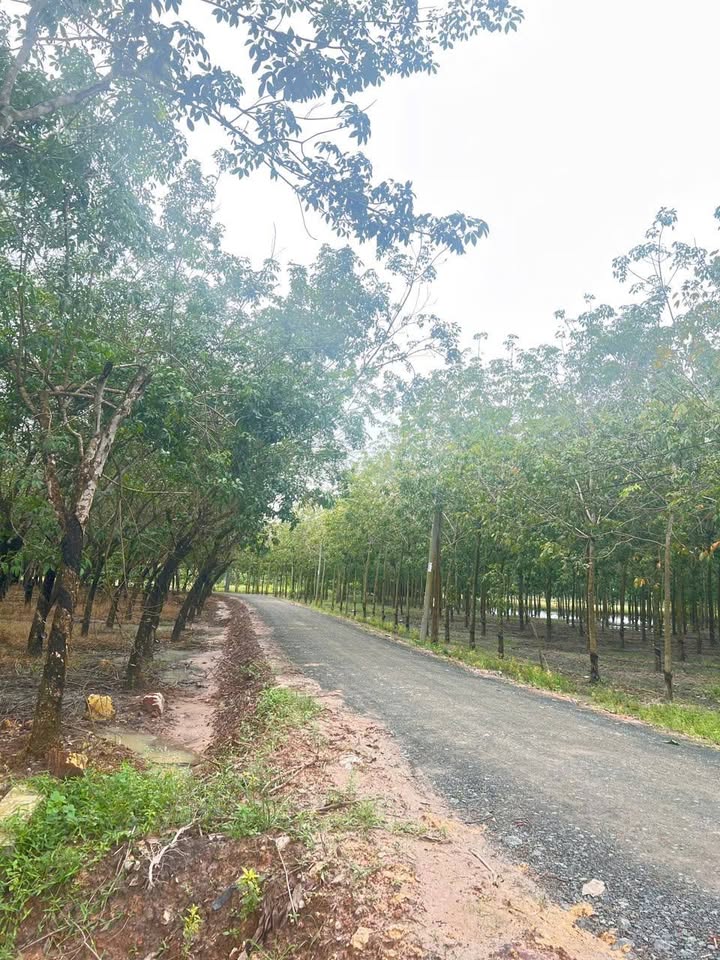 Đất rẫy Tân Phong Tân Biên 12.000m² giá 1.7 tỷ - Cơ hội đầu tư hấp dẫn!