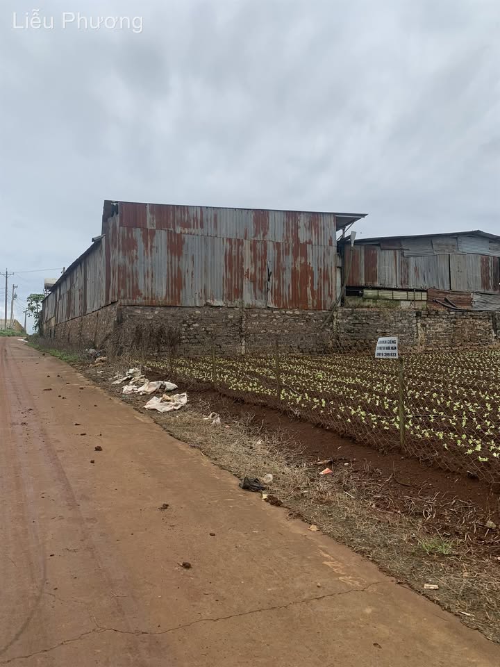 Đất 6 sào Đạ Ròn giá 5.5 tỷ - Sổ riêng, sang tên ngay!