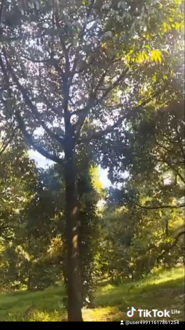 Đất nền Farm Nghĩa Trung Bù Đăng 30000m² giá 6.5 tỷ - Sổ đỏ chính chủ!