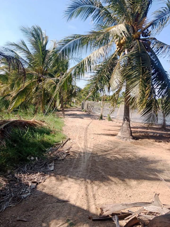 Đất ao tôm 5 công tại xã Thạnh Trị, Bến Tre - Giá chỉ 650 triệu - Cần bán gấp!