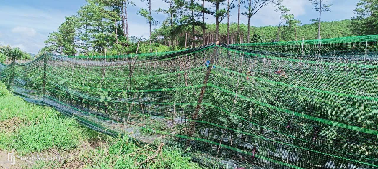 Đất nền 3 sào tại xã Ka Đô, Đơn Dương, Lâm Đồng - Giá chỉ 900 triệu, sổ đỏ chính chủ!