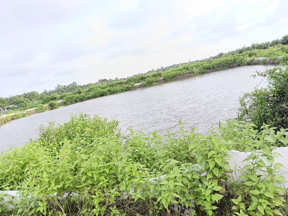 Đất nền Bình Huề, Bến Tre 3125m² giá 600 triệu - Cơ hội đầu tư hấp dẫn!