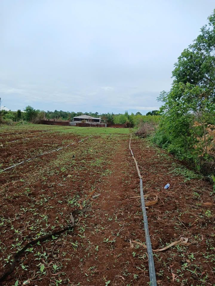 Đất thổ cư 10800m² tại Bình Giã - Châu Đức chỉ 2.4 tỷ - Cơ hội đầu tư lý tưởng!