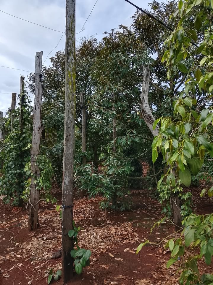 Đất thổ cư Ea Bar Buôn Đôn 20000m² giá 1.7 tỷ - Cơ hội đầu tư tuyệt vời!