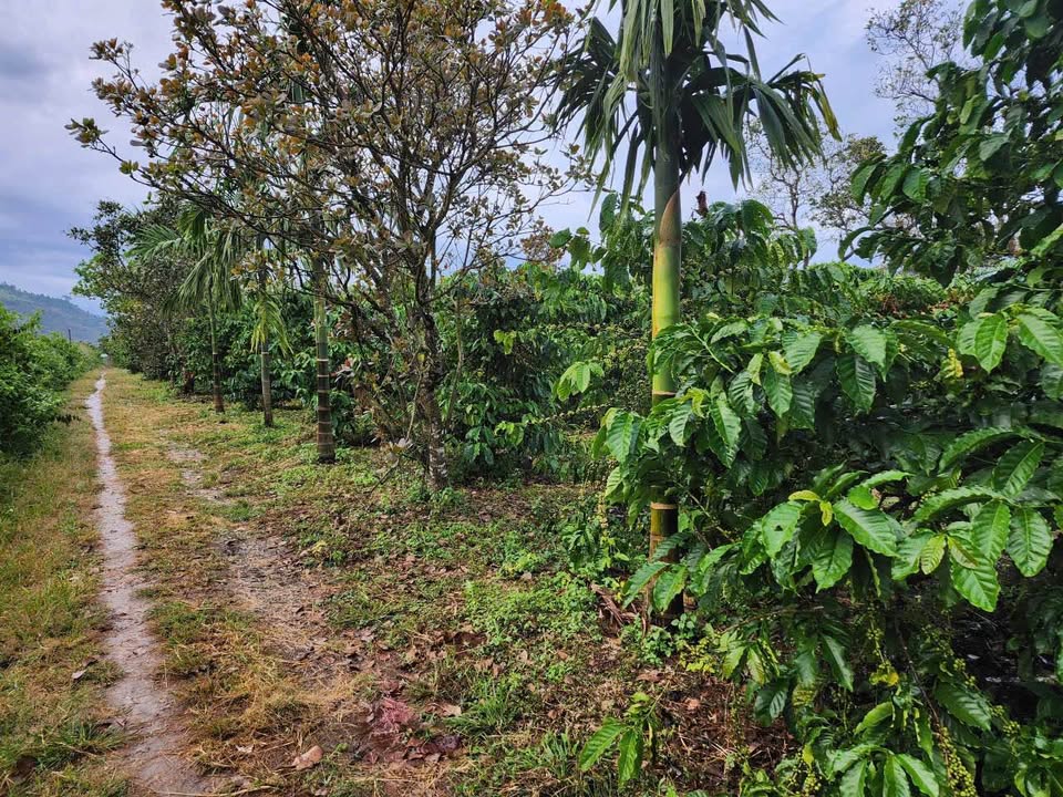Bán rẫy cà phê tại Gia Lai 1,25ha - Đất đỏ bazan màu mỡ