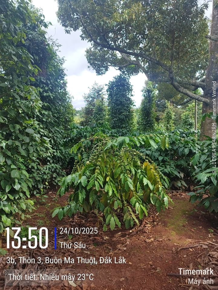 Đất nền Hòa Thắng 16200m² giá 1 tỷ - Cơ hội đầu tư tuyệt vời!