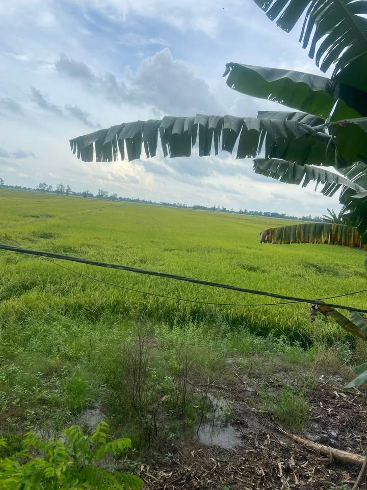 Đất nền 42 công tại Mỹ Hội Đông, Thoại Sơn - Mặt tiền 36m, giá tốt chỉ từ 100 triệu/công!