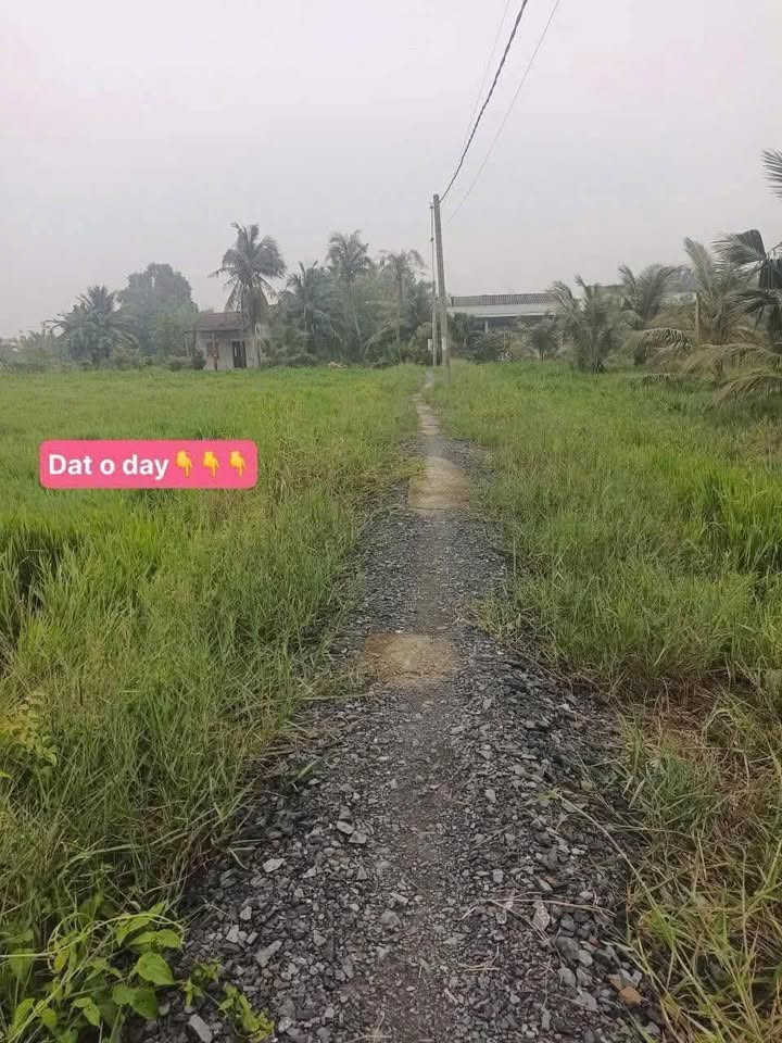 Đất lúa 3940m² xã Đức Tân huyện Tân Trụ giá chỉ 300 triệu - Cơ hội đầu tư hấp dẫn!