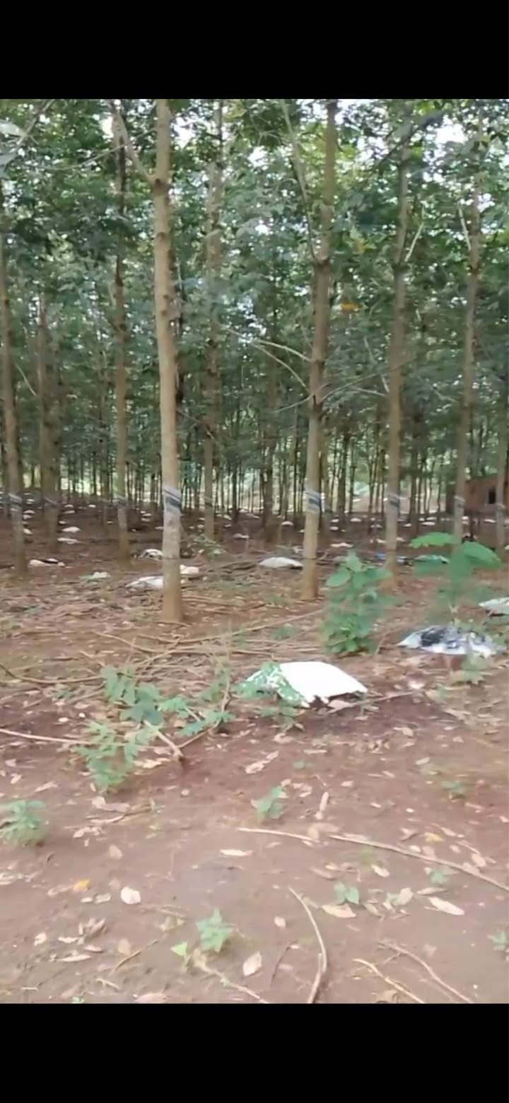 Đất Lộc An, Lộc Ninh 13000m² giá chỉ 2.3 tỷ - Sổ hồng chính chủ sẵn sàng giao dịch!