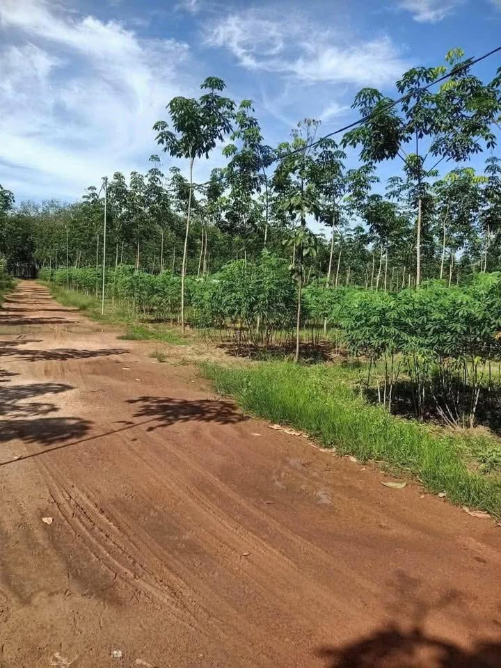 Đất nông nghiệp 2ha xã Phước Thành, Phú Giáo giá 6 tỷ - Đầu tư sinh lời nhanh!